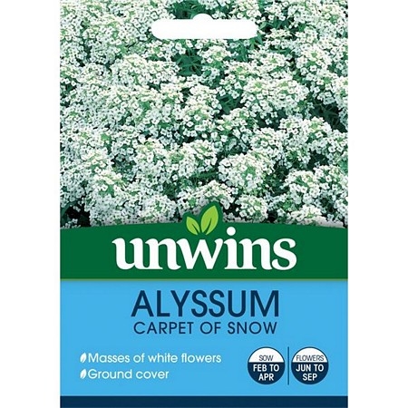 Alyssum Capet Of Snow