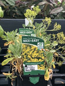 Alyssum sax. 'Goldball'