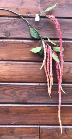 Amaranthus Spray Hot Pink 