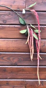 Amaranthus Spray Hot Pink