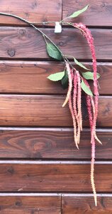 Amaranthus Spray Hot Pink 