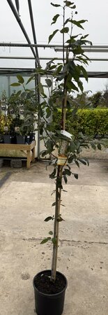 AMELANCHIER ARBOREA ROBINHILL