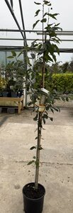 AMELANCHIER ARBOREA ROBINHILL