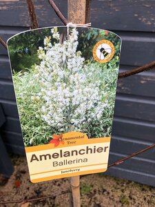 AMELANCHIER L. BALLERINA - image 2