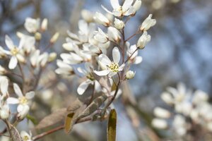 AMELANCHIER LAMARCKII