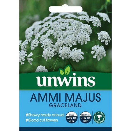 Ammi Majus Graceland