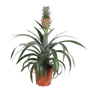 Ananas 'Mi Amigo'