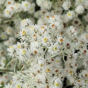 Anaphalis triplinervis