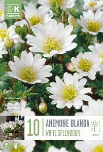 ANEMONE BLANDA WHITE SPLENDOUR