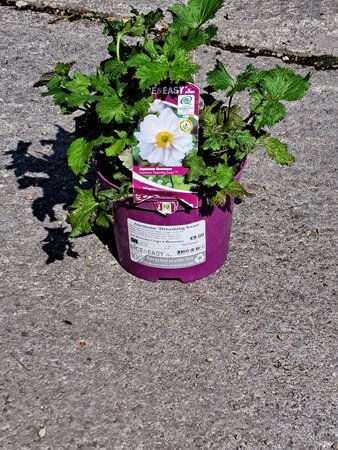 Anemone 'Dreaming Swan'
