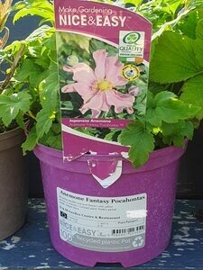 Anemone Fantasy Pocahontas