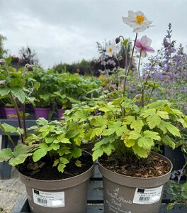 ANEMONE IN VARIETIES