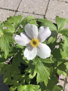 Anemone Wild Swan - image 2