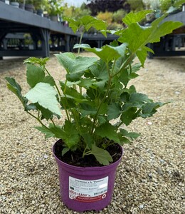 Anemone x h. 'Pamina'