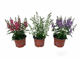 Angelonia mix