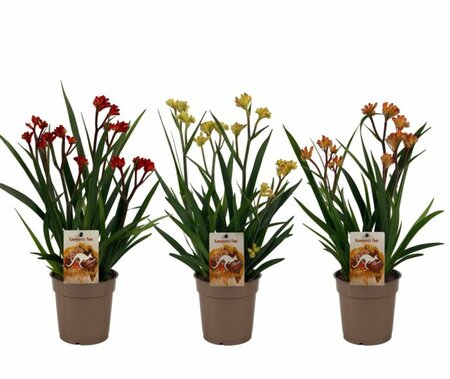 Anigozanthos mix