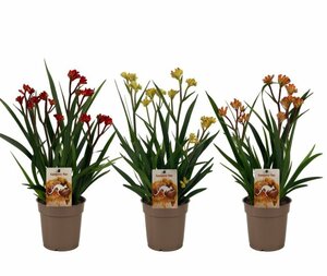 Anigozanthos mix