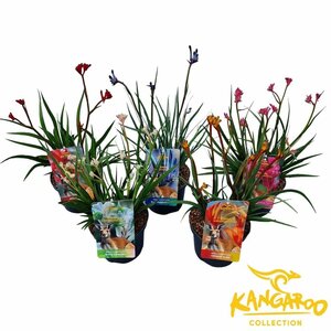 Anigozanthos mix