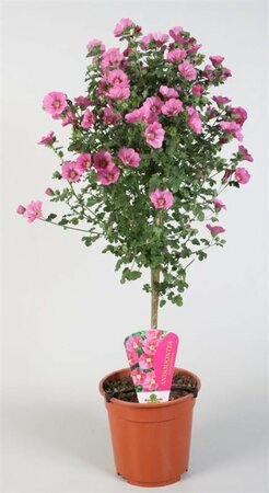 Anisodontea cap. 'Elegant Princess'  P19