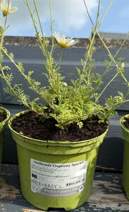 Anthemis Tinpenny Sparkle - image 2