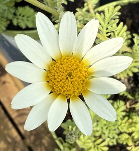 Anthemis Tinpenny Sparkle - image 1