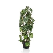 Anthurium 3 stems