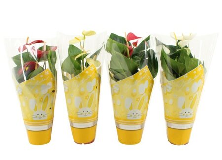Anthurium 4 colour mix (Assorted)