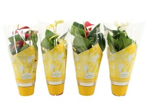 Anthurium 4 colour mix (Assorted)