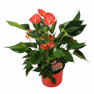 Anthurium and. 'Arisa Red' P14