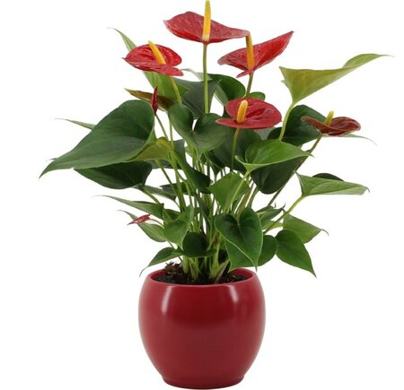 Anthurium and. 'Diamond Red'