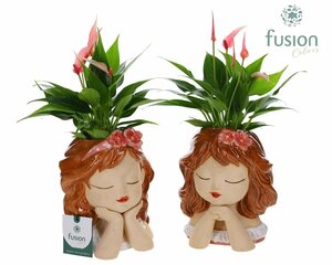 Anthurium arrangement 14 cm