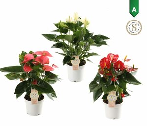 Anthurium 'Champion' 3 colour mix