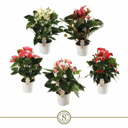 Anthurium 'Champion' 5 clr.mix P17