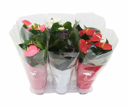 Anthurium 'Flamingo' mix  P12