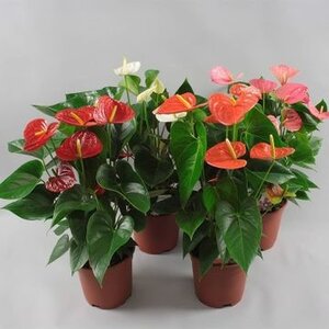 Anthurium mix