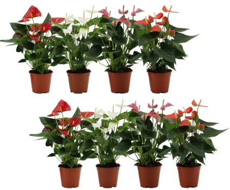 Anthurium mix (diamond)