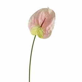 Anthurium spray green/pink 65cm