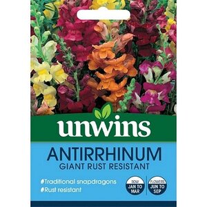 Antirrhinum Giant Rust Resistant