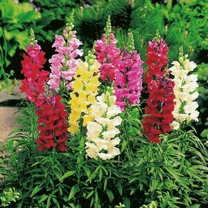 Antirrhinum mix / P13