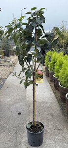 APPLE BRAMLEY SEEDLING - image 2