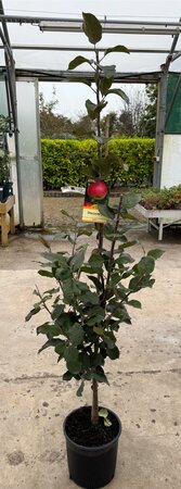 APPLE DISCOVERY - image 3