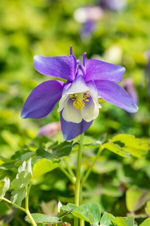 AQUILEGIA Spring Magic Blue & White