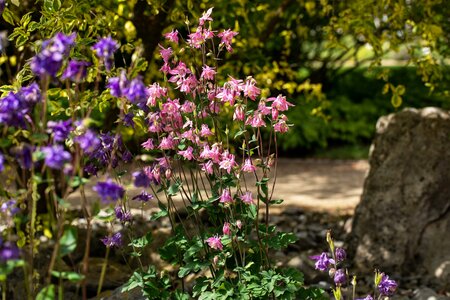 AQUILEGIA Spring Magic Rose White