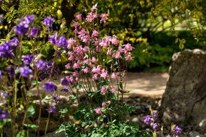 AQUILEGIA Spring Magic Rose White
