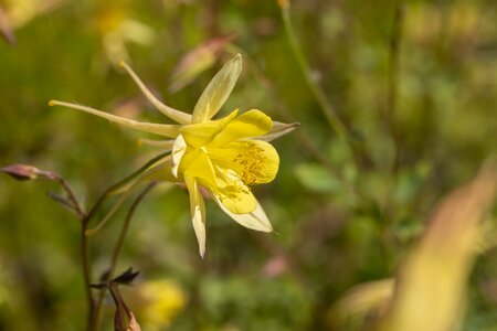 AQUILEGIA Spring Magic Yellow