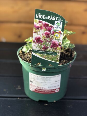 Aquilegia 'Winky Red&White Dbl'