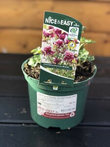 Aquilegia 'Winky Red&White Dbl'