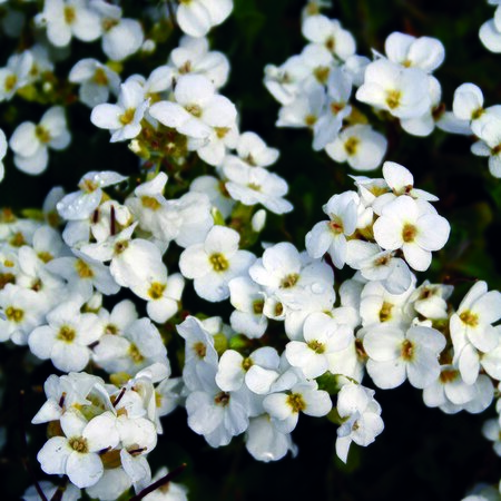 Arabis alpina 'Snowcap'