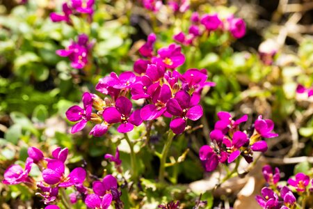 Arabis bleph. 'Frühlingszauber