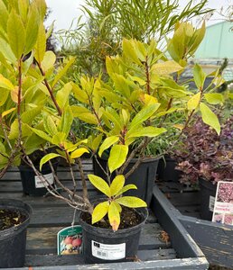 ARBUTUS UNEDO COMPACTA